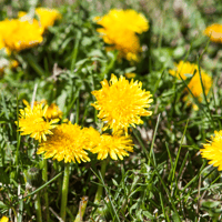 Dandilions-1