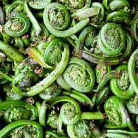 FiddleHeads