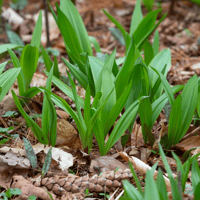 Ramps