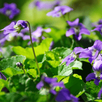 Violets